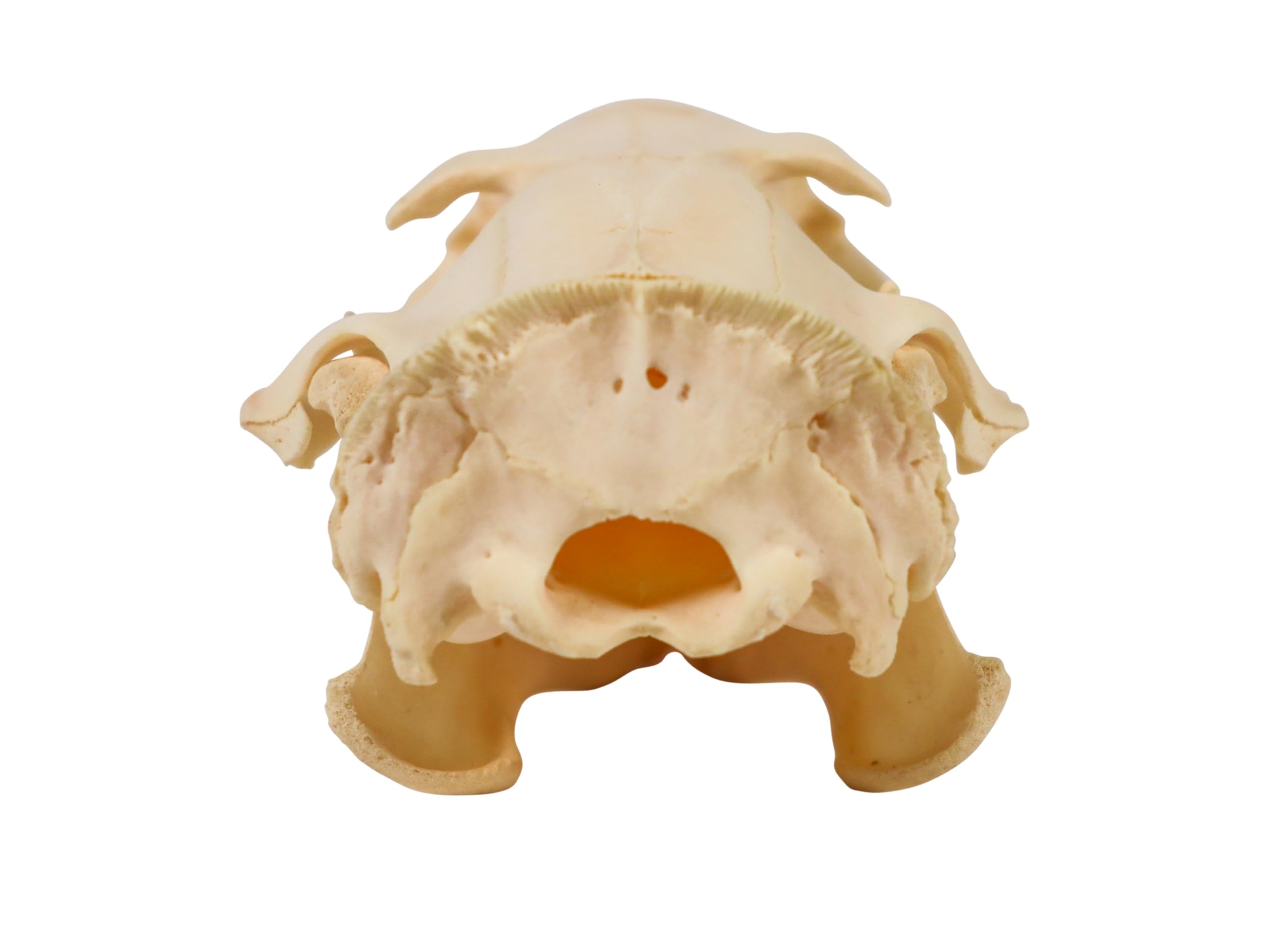 Amazon.com: Real Groundhog/Woodchuck Skull : Home & Kitchen